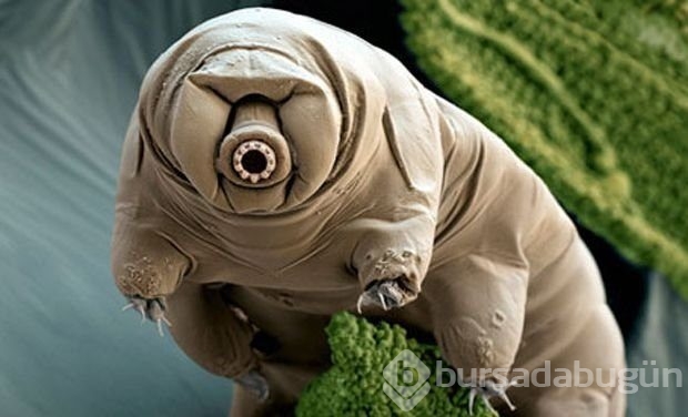 Dünyanın en dayanıklı canlısı: Tardigrad