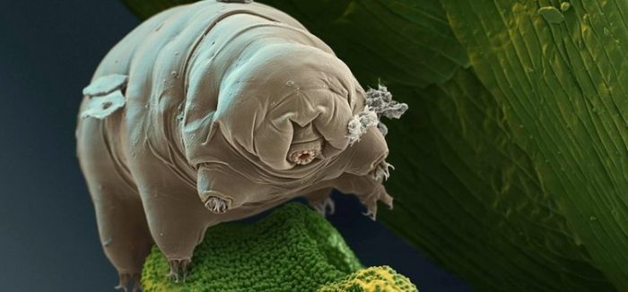 Dünyanın en dayanıklı canlısı: Tardigrad