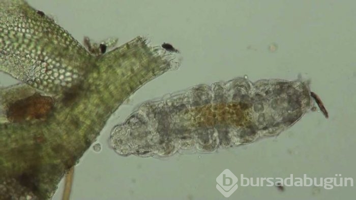 Dünyanın en dayanıklı canlısı: Tardigrad