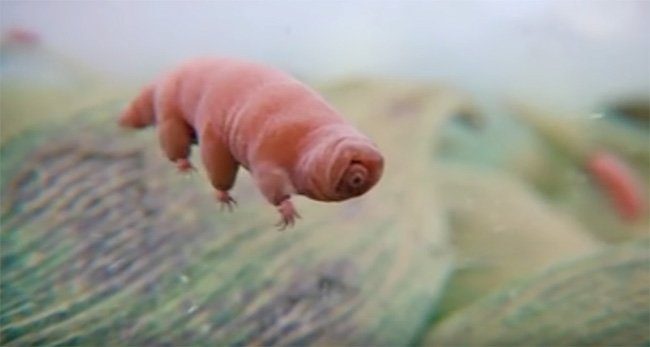 Dünyanın en dayanıklı canlısı: Tardigrad
