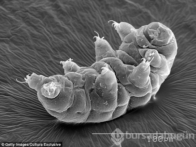 Dünyanın en dayanıklı canlısı: Tardigrad