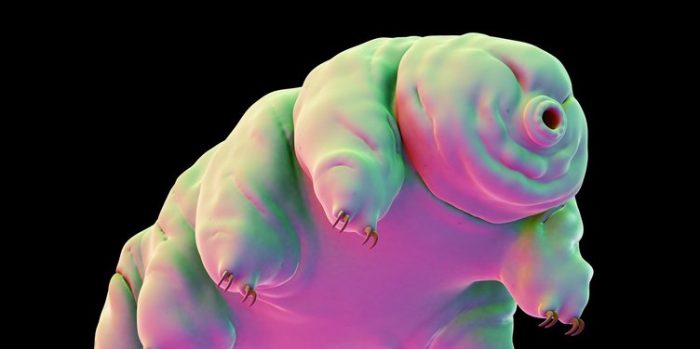 Dünyanın en dayanıklı canlısı: Tardigrad