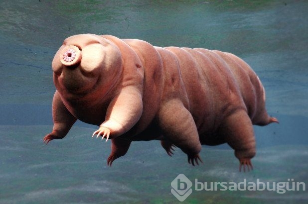 Dünyanın en dayanıklı canlısı: Tardigrad