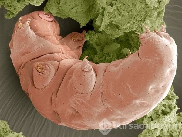 Dünyanın en dayanıklı canlısı: Tardigrad