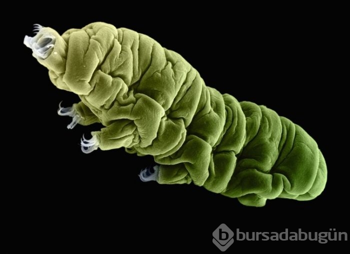 Dünyanın en dayanıklı canlısı: Tardigrad