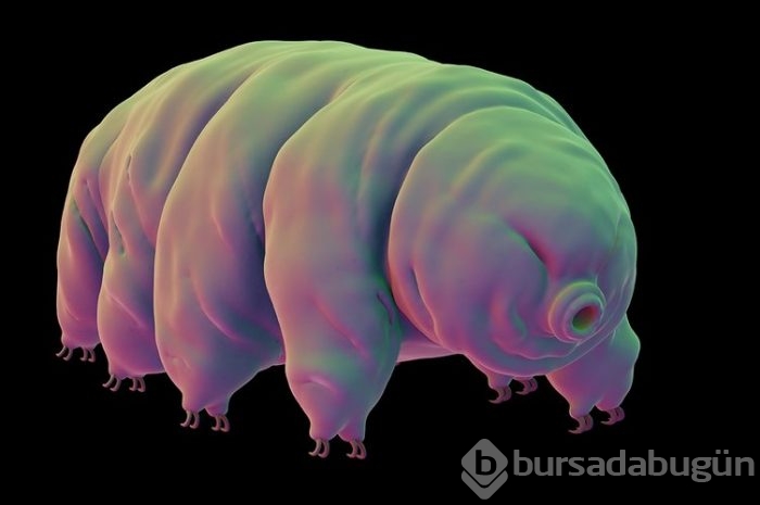 Dünyanın en dayanıklı canlısı: Tardigrad