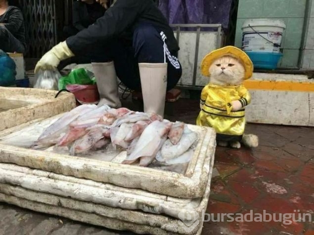 Balık satıcısı kedi
