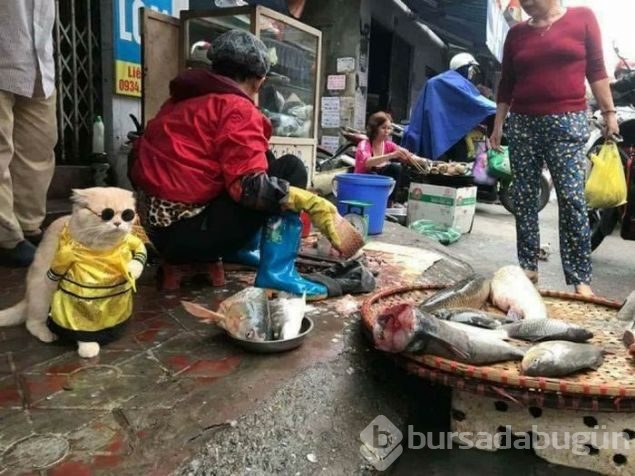 Balık satıcısı kedi
