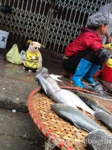 Balık satıcısı kedi
