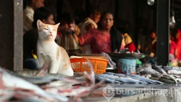 Balık satıcısı kedi
