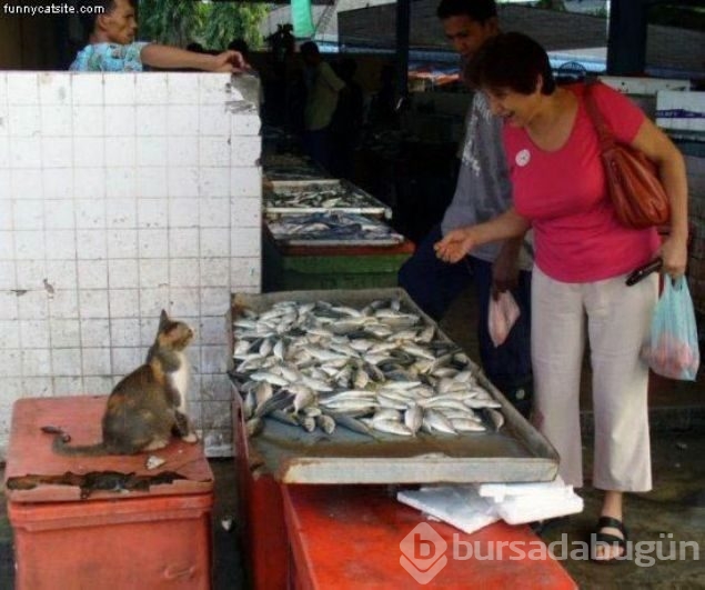Balık satıcısı kedi
