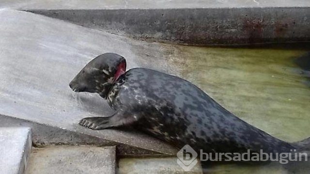 İnsanlığın utanç fotoğrafı! Bu halde bulunmuştu, işte son hali!