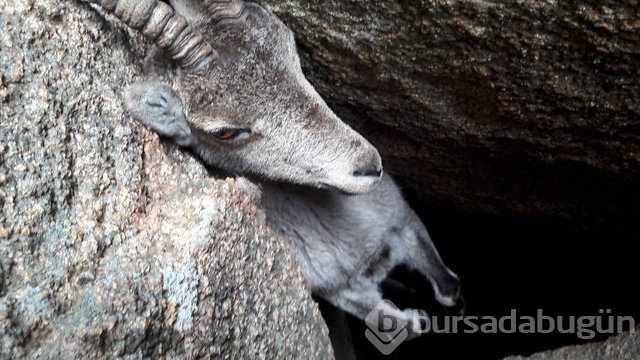 İnsanlığın utanç fotoğrafı! Bu halde bulunmuştu, işte son hali!
