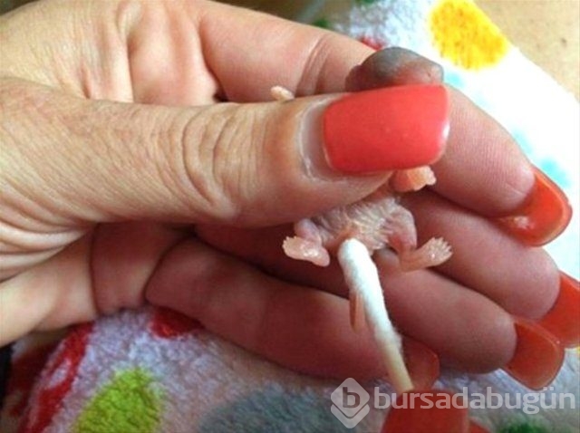 İnsanlığın utanç fotoğrafı! Bu halde bulunmuştu, işte son hali!