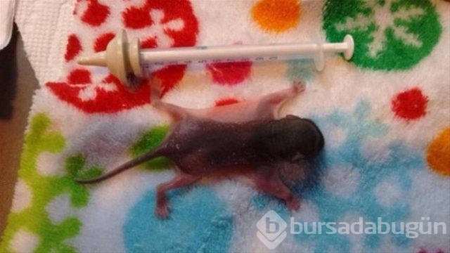 İnsanlığın utanç fotoğrafı! Bu halde bulunmuştu, işte son hali!