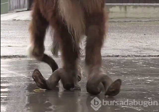 İnsanlığın utanç fotoğrafı! Bu halde bulunmuştu, işte son hali!