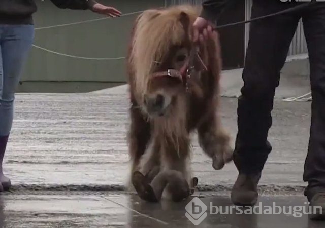 İnsanlığın utanç fotoğrafı! Bu halde bulunmuştu, işte son hali!