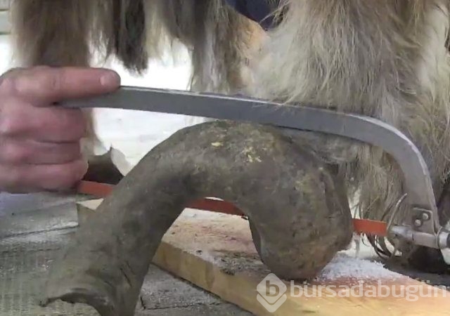İnsanlığın utanç fotoğrafı! Bu halde bulunmuştu, işte son hali!