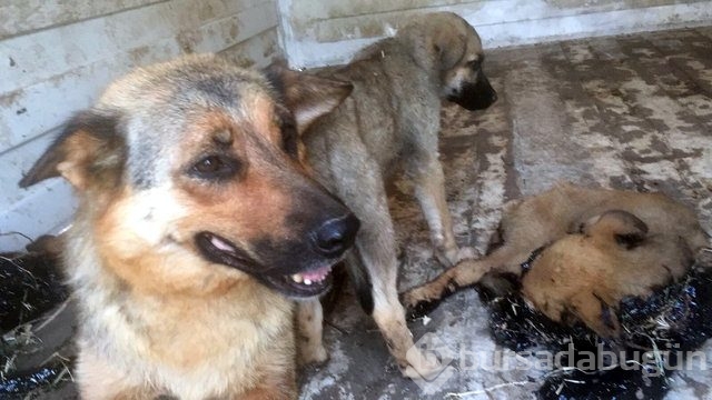 İnsanlığın utanç fotoğrafı! Bu halde bulunmuştu, işte son hali!