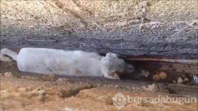 İnsanlığın utanç fotoğrafı! Bu halde bulunmuştu, işte son hali!