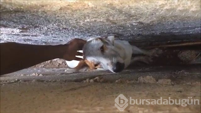 İnsanlığın utanç fotoğrafı! Bu halde bulunmuştu, işte son hali!