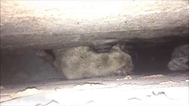 İnsanlığın utanç fotoğrafı! Bu halde bulunmuştu, işte son hali!