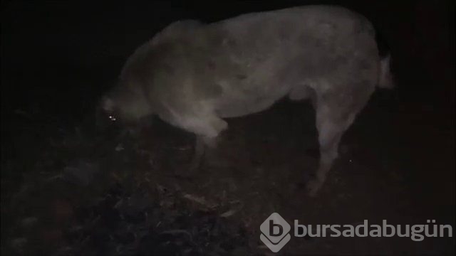 İnsanlığın utanç fotoğrafı! Bu halde bulunmuştu, işte son hali!