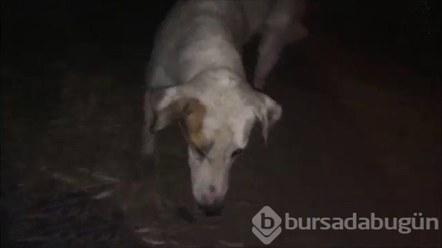 İnsanlığın utanç fotoğrafı! Bu halde bulunmuştu, işte son hali!