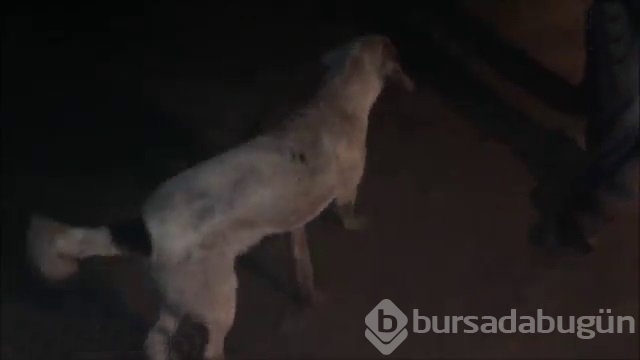 İnsanlığın utanç fotoğrafı! Bu halde bulunmuştu, işte son hali!