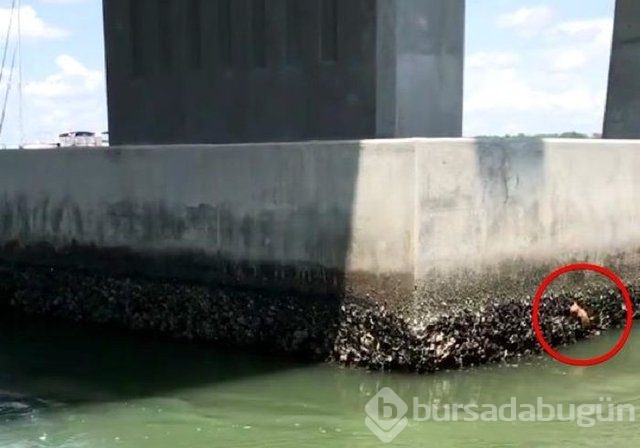 İnsanlığın utanç fotoğrafı! Bu halde bulunmuştu, işte son hali!