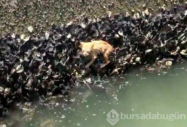 İnsanlığın utanç fotoğrafı! Bu halde bulunmuştu, işte son hali!