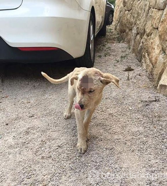 İnsanlığın utanç fotoğrafı! Bu halde bulunmuştu, işte son hali!