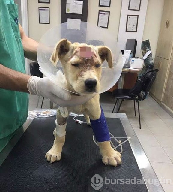 İnsanlığın utanç fotoğrafı! Bu halde bulunmuştu, işte son hali!