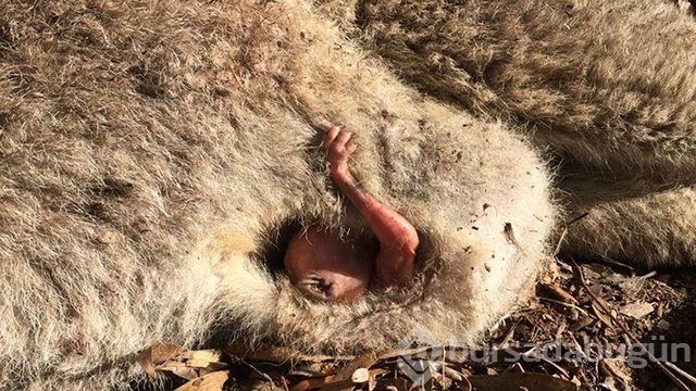 İnsanlığın utanç fotoğrafı! Bu halde bulunmuştu, işte son hali!