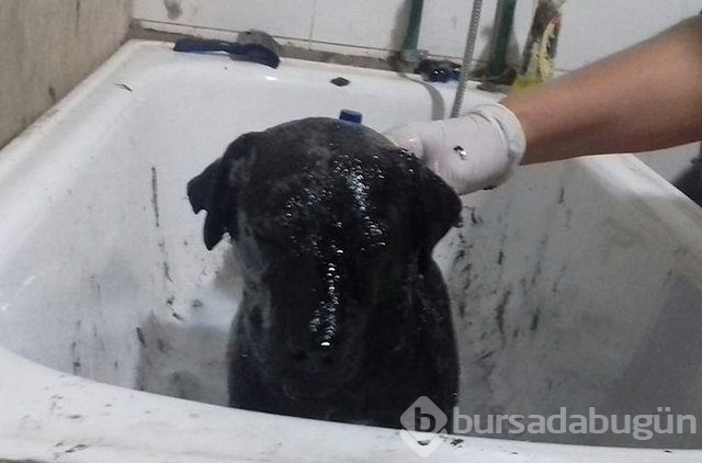 İnsanlığın utanç fotoğrafı! Bu halde bulunmuştu, işte son hali!