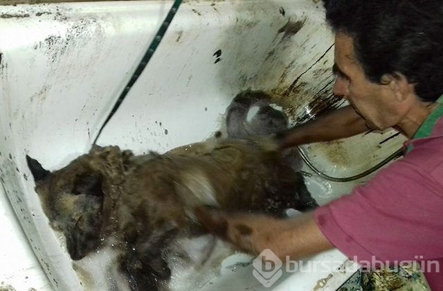 İnsanlığın utanç fotoğrafı! Bu halde bulunmuştu, işte son hali!