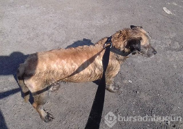 İnsanlığın utanç fotoğrafı! Bu halde bulunmuştu, işte son hali!