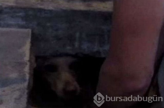 İnsanlığın utanç fotoğrafı! Bu halde bulunmuştu, işte son hali!