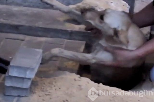 İnsanlığın utanç fotoğrafı! Bu halde bulunmuştu, işte son hali!