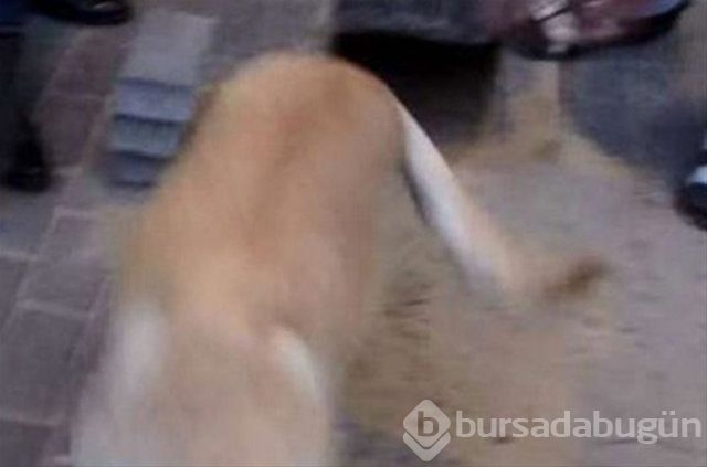İnsanlığın utanç fotoğrafı! Bu halde bulunmuştu, işte son hali!