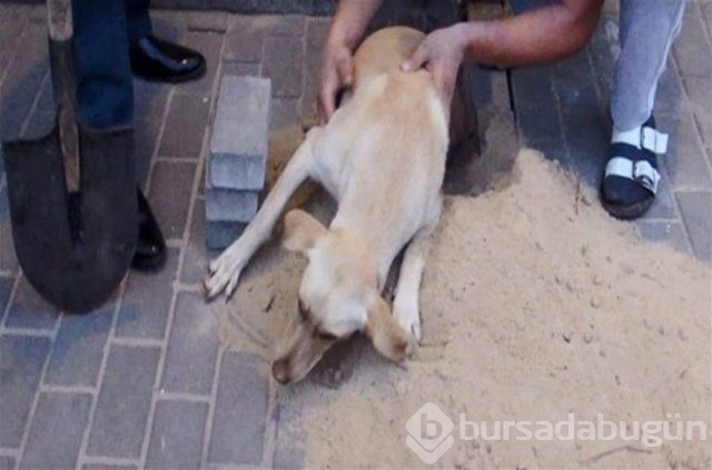 İnsanlığın utanç fotoğrafı! Bu halde bulunmuştu, işte son hali!