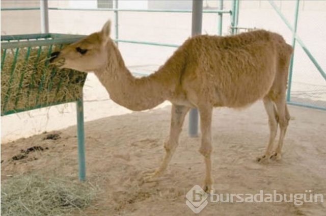 Dünyanın en garip hayvanları
