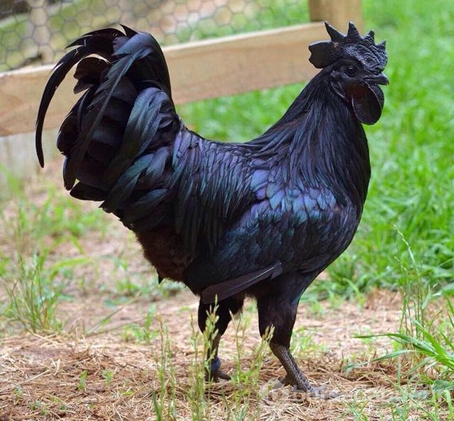 Dünyanın en garip hayvanları
