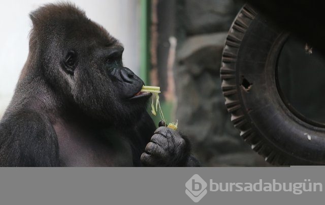Dünyanın en garip hayvanları
