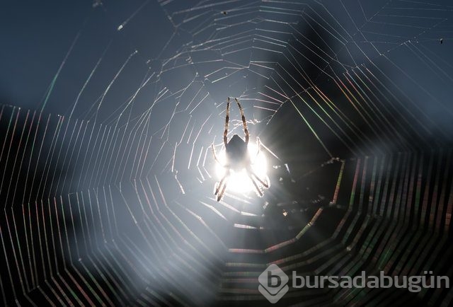 Dünyanın en garip hayvanları
