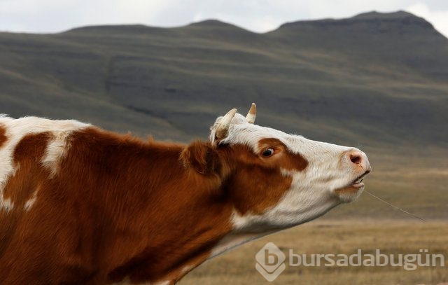 Dünyanın en garip hayvanları
