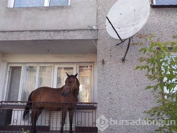 Rusya'nın çılgın balkonları