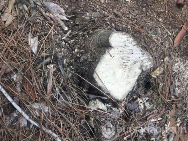 Şaşırtan fotoğraflar