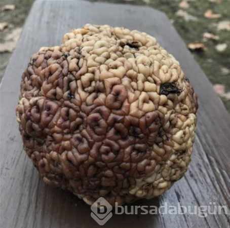 Şaşırtan fotoğraflar