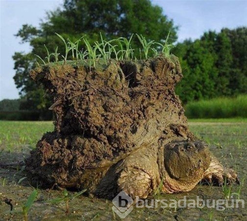 Şaşırtan fotoğraflar